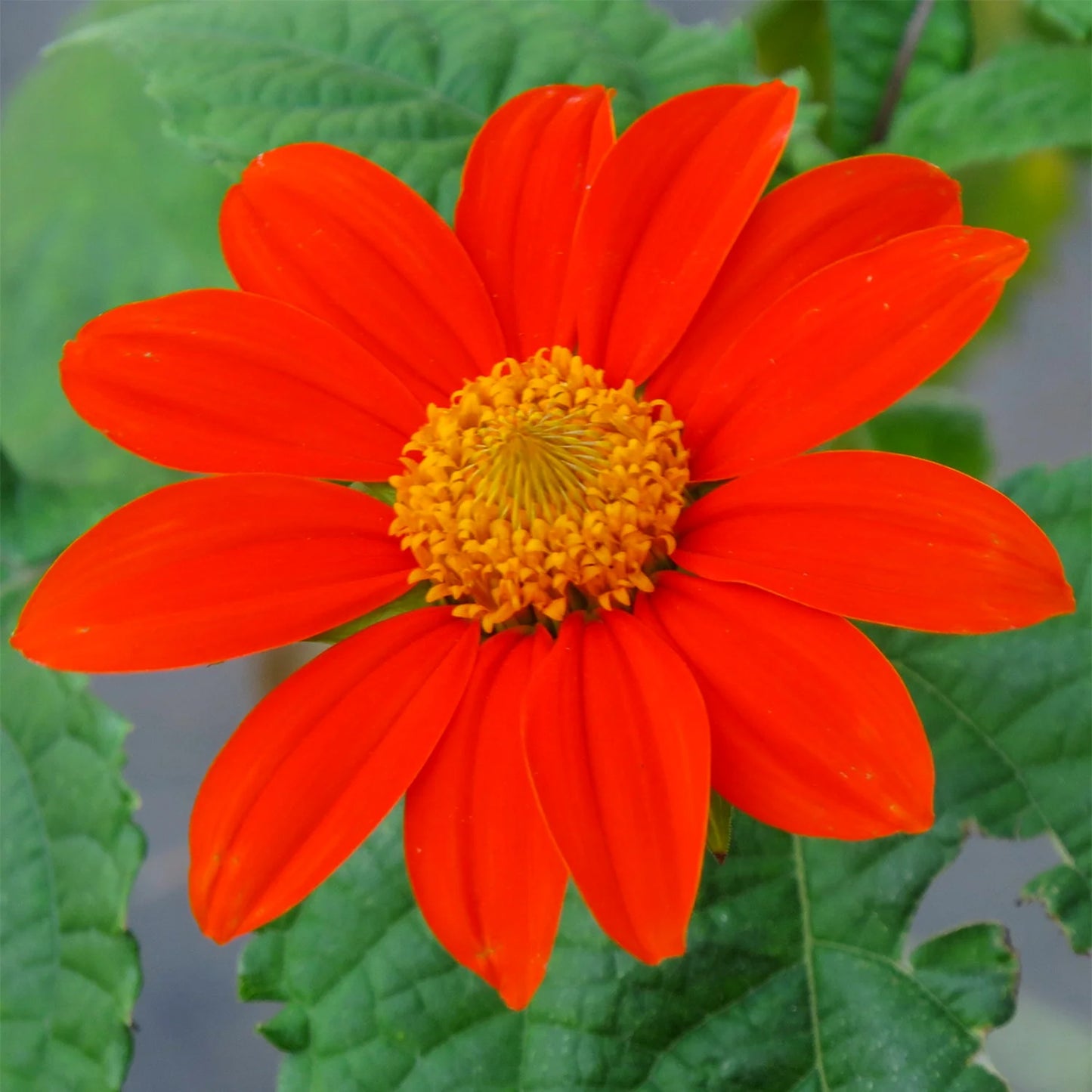 Tithonia Rotundifolia Mexican Sunflower Seeds