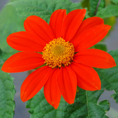 Tithonia Rotundifolia Mexican Sunflower Seeds