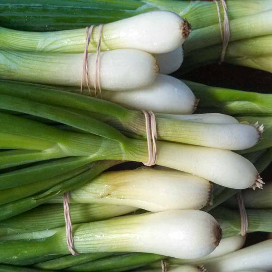 Japanese Long Green Onion Vegetable Seeds