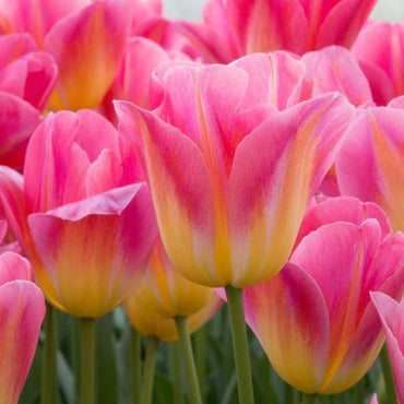 Gelbe & rosa F Tulpenuntere Samen zum Pflanzen – Perfekt für Beete, Erbstücksamen & gentechnikfreie Samen für den Hausgarten