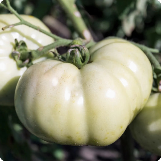 White Tomato Vegetable Seeds