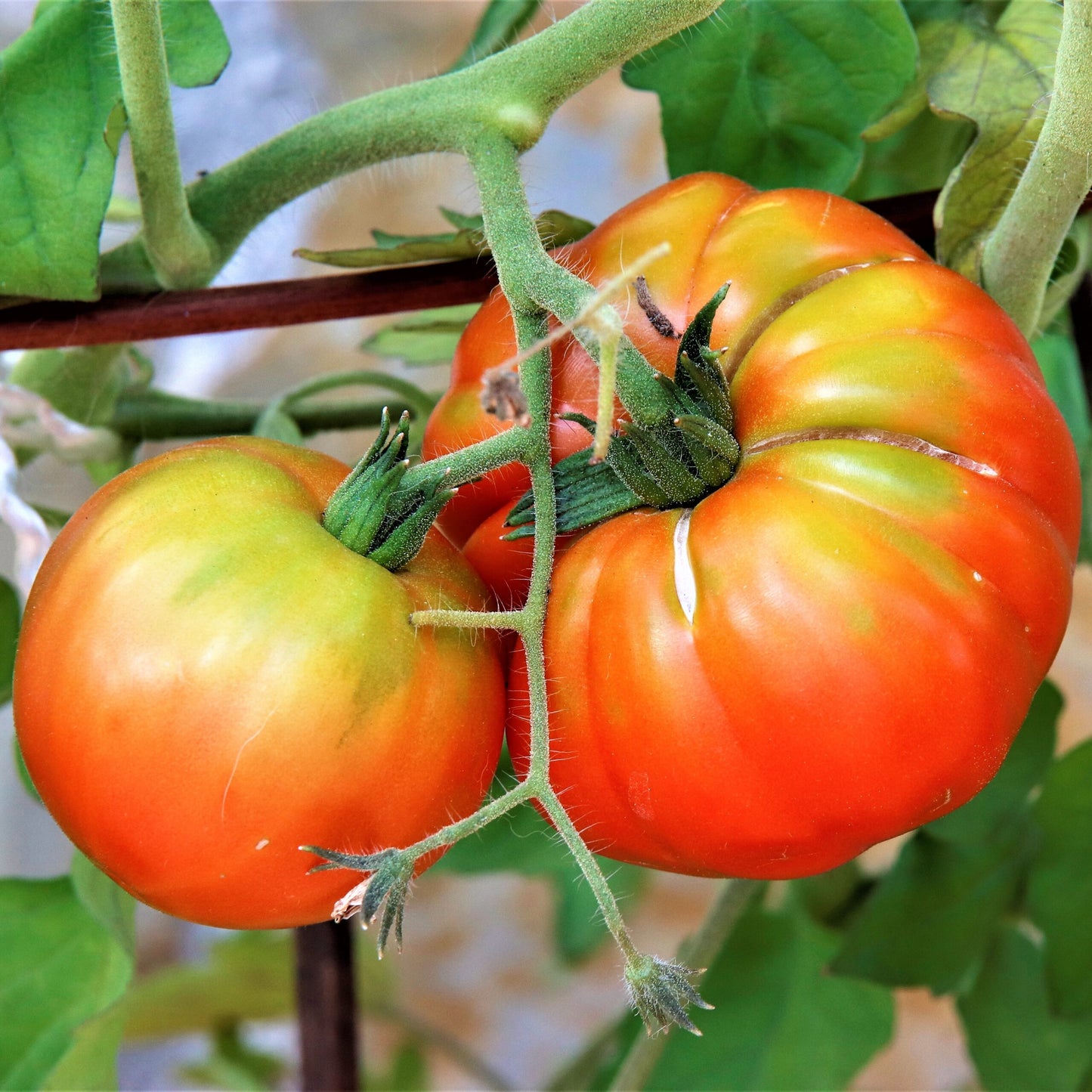Mr. Stripey Tomato Vegetable Seeds