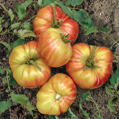 Mr. Stripey Tomato Vegetable Seeds
