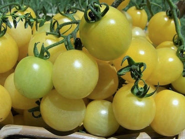 Snow White Cherry Tomato Seeds