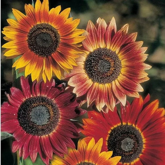 Indian Blanket Sunflower Seeds