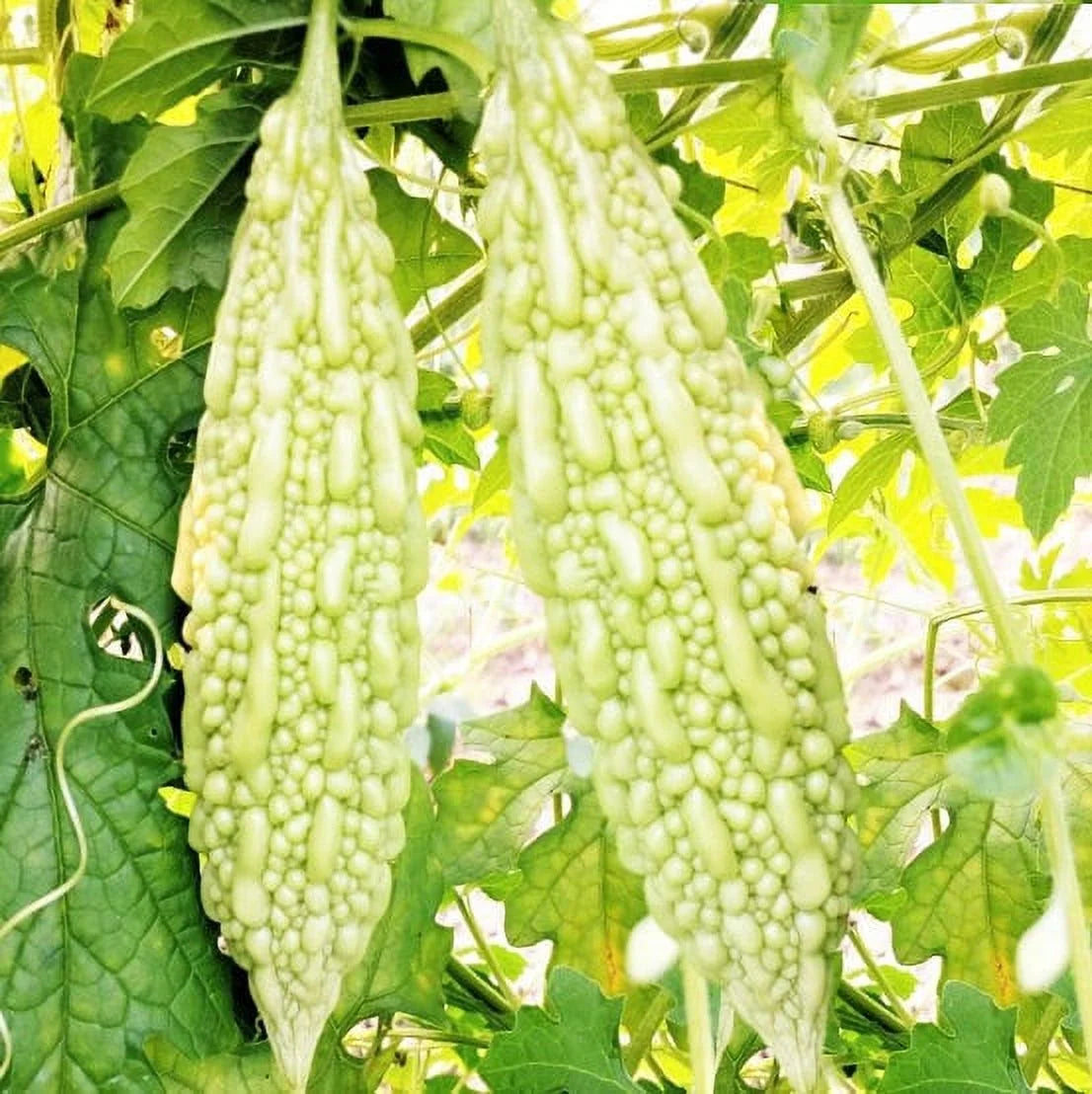where to buy bitter melon seeds for planting White Bitter Melon Seeds for Planting – Heirloom, Non-GMO, Tropical Ve – Pure Asia Seeds