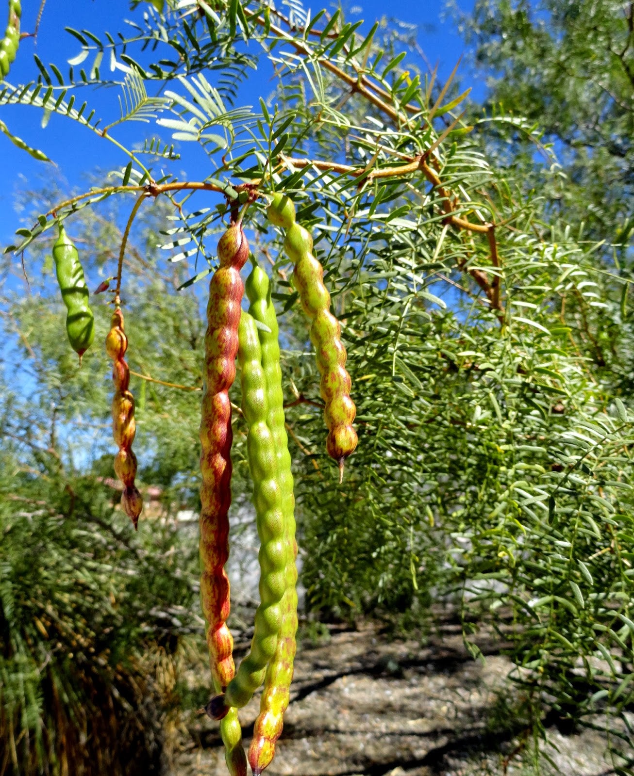 mesquite bonsai tree Mesquite Vegetable Seeds for Planting – Heirloom, Non-GMO, Drought-Tol – Pure Asia Seeds