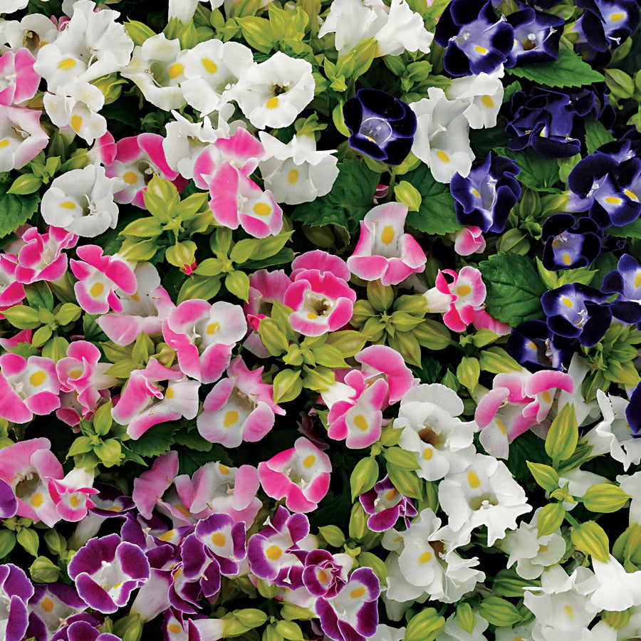 Torenia Fournieri Flower Seeds