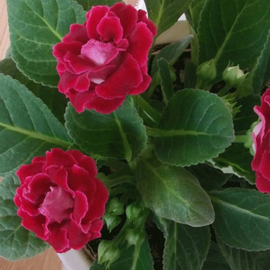 Sinningia Speciosa Flowers Seeds