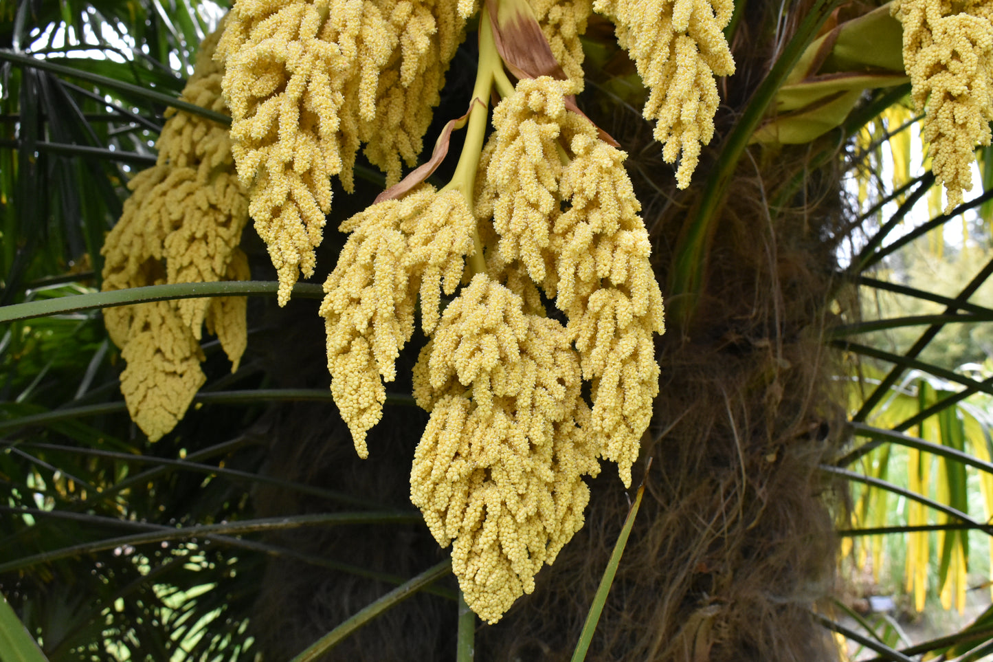 Trachycarpus Fortunei Flower Seeds