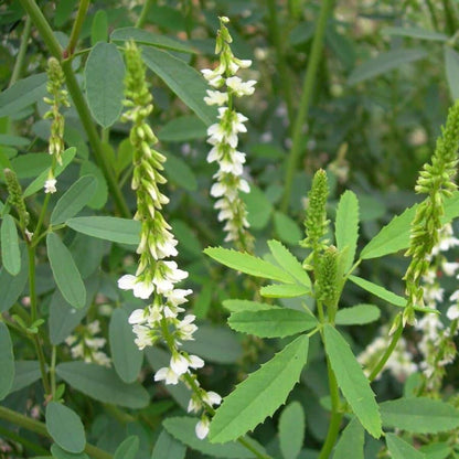 White Sweetclover Flower Seeds