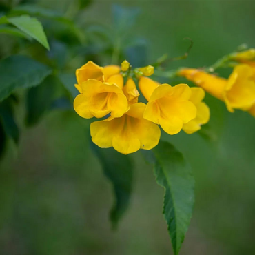 Tabebuia Caraiba Flower Seeds