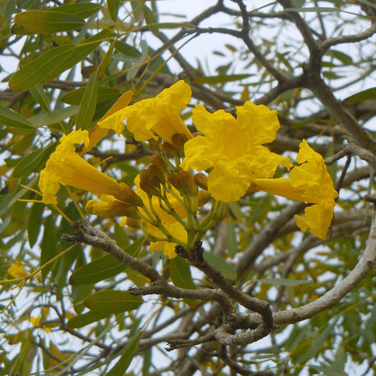 Tabebuia Caraiba Flower Seeds