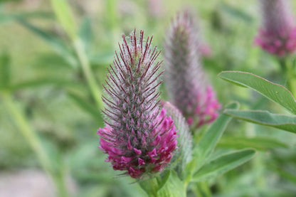 Trifolium Rubens Plant Seeds