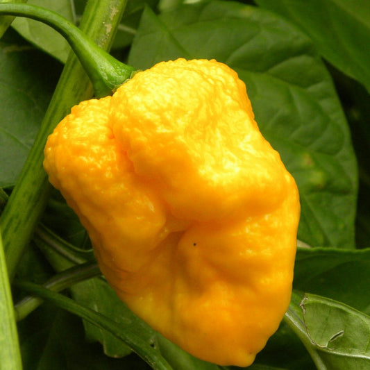 Yellow Trinidad Moruga Scorpion Vegetable Seeds