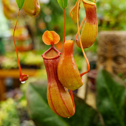 carnivorous plant seed Nepenthes Carnivorous Pitcher Plant Seeds for Planting – Heirloom, Non – Pure Asia Seeds