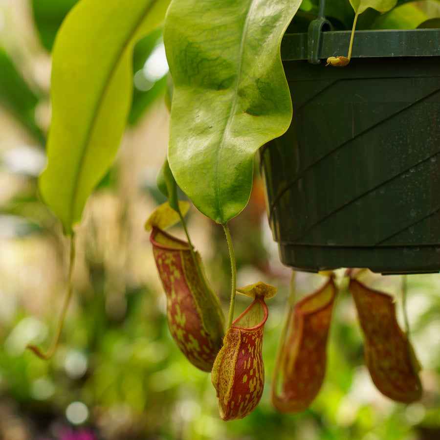 Nepenthes Carnivorous Pitcher Plant Seeds