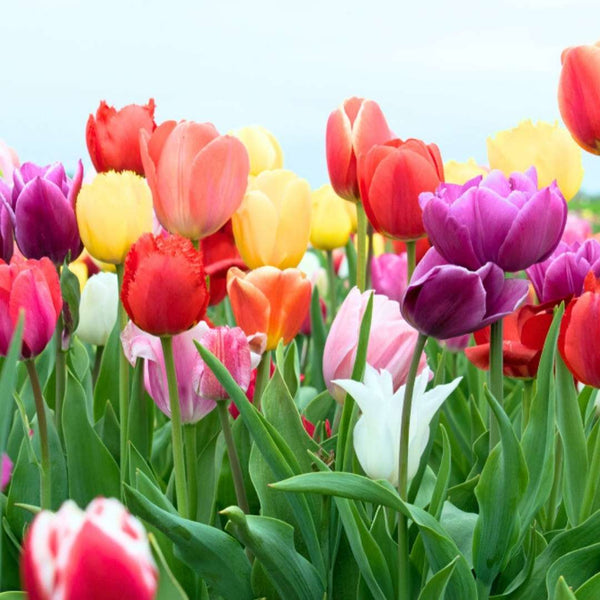 Tulip_Mixed_Color_Flower_Bulbs