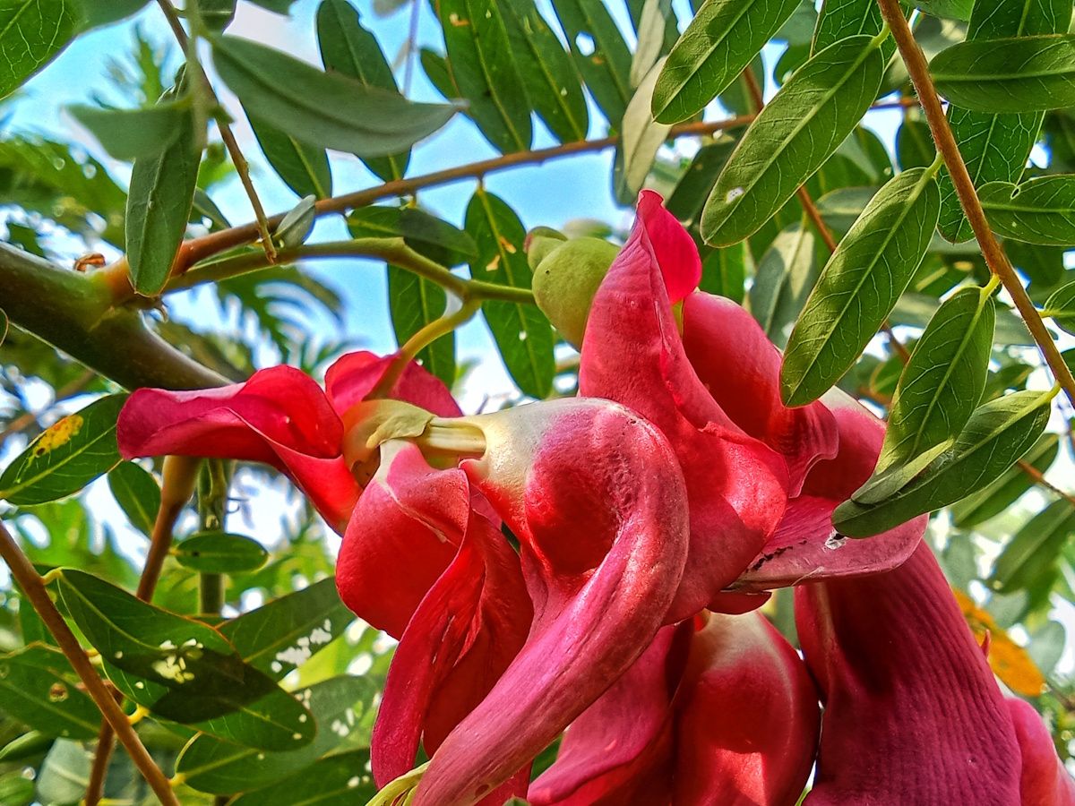 Hummingbird Tree (Sesbania grandiflora) Seeds for Planting – Heirloom, Non-GMO, Perennial, Fast-Growing