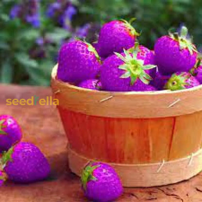 Strawberry Fruit Seeds Purple for Planting Seed for Unique, Colorful Strawberry Growth