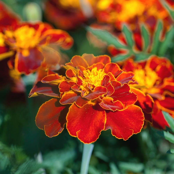 Patula Flower seeds for Planting Long Bloom Season Heirloom & GMO Free Seeds for Home Garden 
 
 Sale for planting in home garden