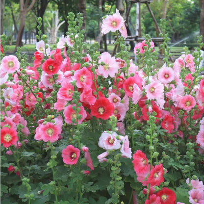 Hollyhock Indian Spring Flower Seeds