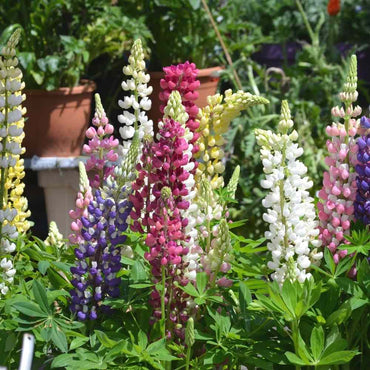 Mixed Lupine Flower Seeds