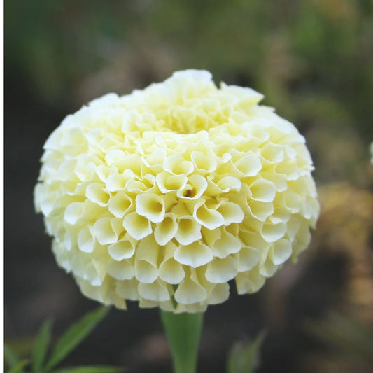 White Marigold  Flower Seeds