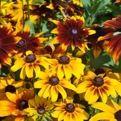 Rudbeckia Flower seeds for Planting - Shade Tolerant, Heirloom & GMO Free Seeds for Home Garden