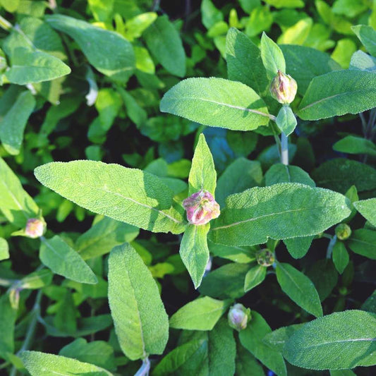 Sage Herb Seeds