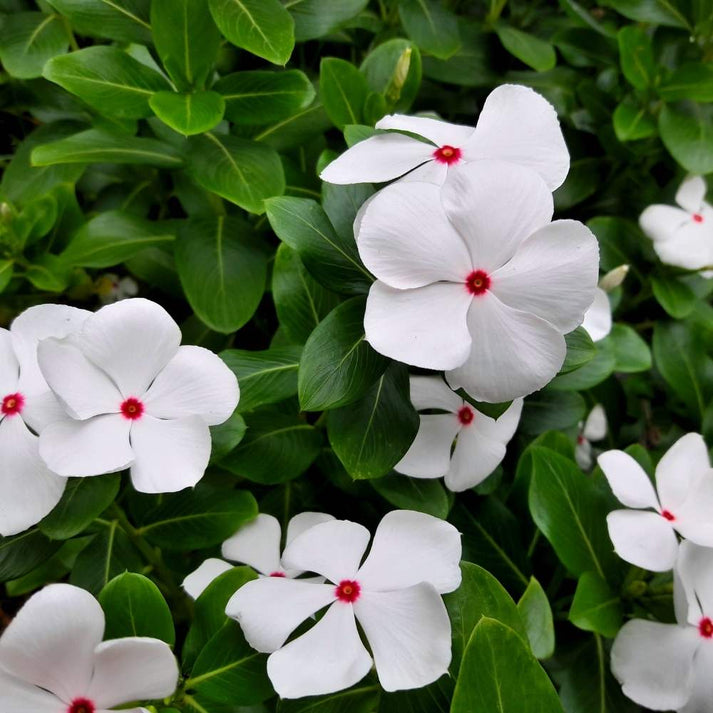 White Cora Cascade Flower seeds for Planting - Premium Quality, Heirloom & GMO Free Seeds for Home Garden
 
 Sale for planting in home garden
