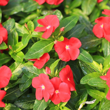 Red Madagascar Periwinkle  Flower Seeds