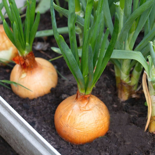 Yellow Onion Vegetable Seeds