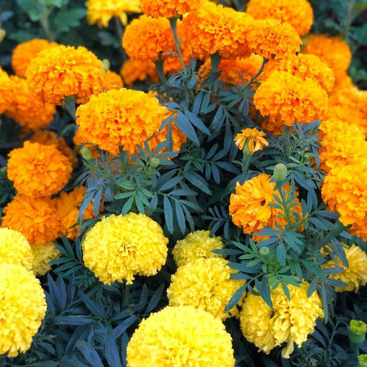 Marigold Flower Seeds