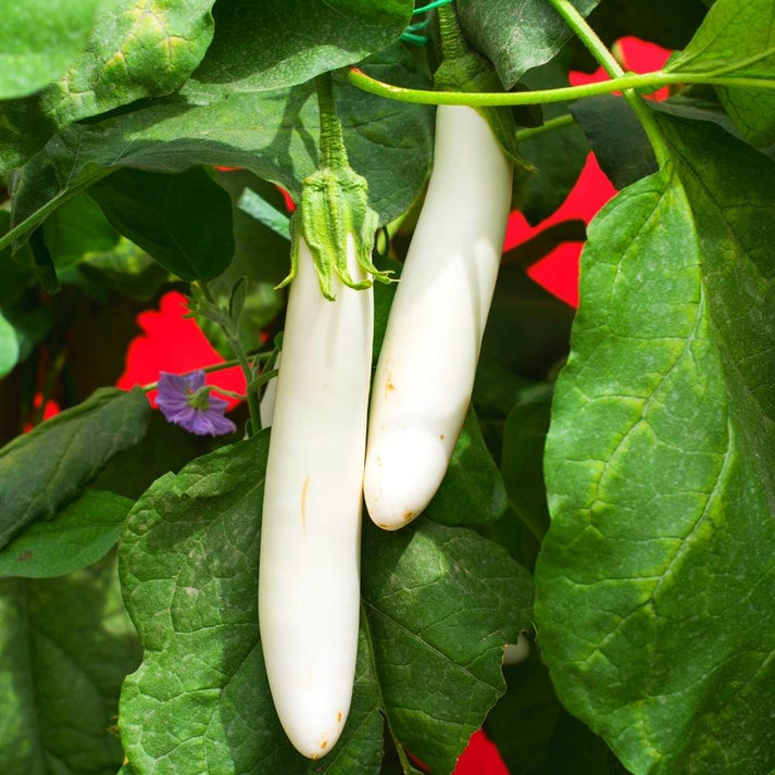 Graines de légumes d'aubergine longue blanche