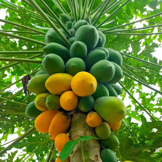Papaya Fruit Seeds