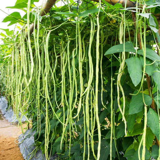 Yardlong Beans Vegetable Seeds