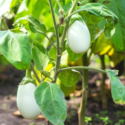 easter egg plant seeds White Eggplant Seeds for Planting – Heirloom, Non-GMO, Easy to Grow, A – Pure Asia Seeds