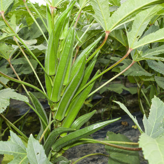 Okra Lady's Finger Vegetable Seeds