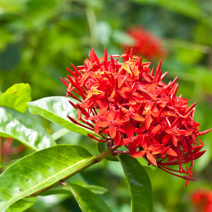 Red Ixora Flower seeds for Planting - Hardy Variety, Heirloom & GMO Free Seeds for Home Garden
 
 Sale
