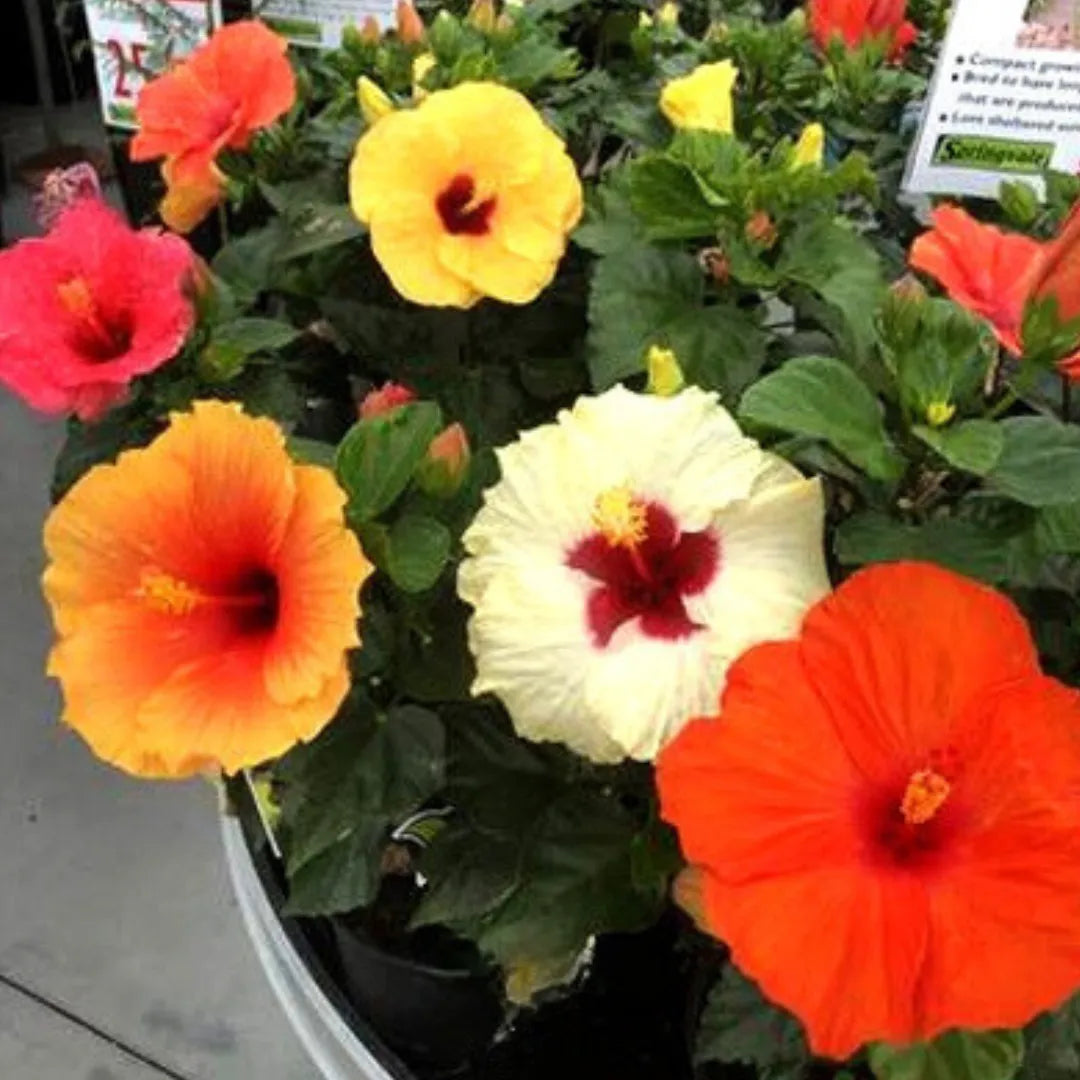 Multi-Colour Hibiscus Flower seeds for Planting - Compact Growth, Heirloom & GMO Free Seeds for Home Garden