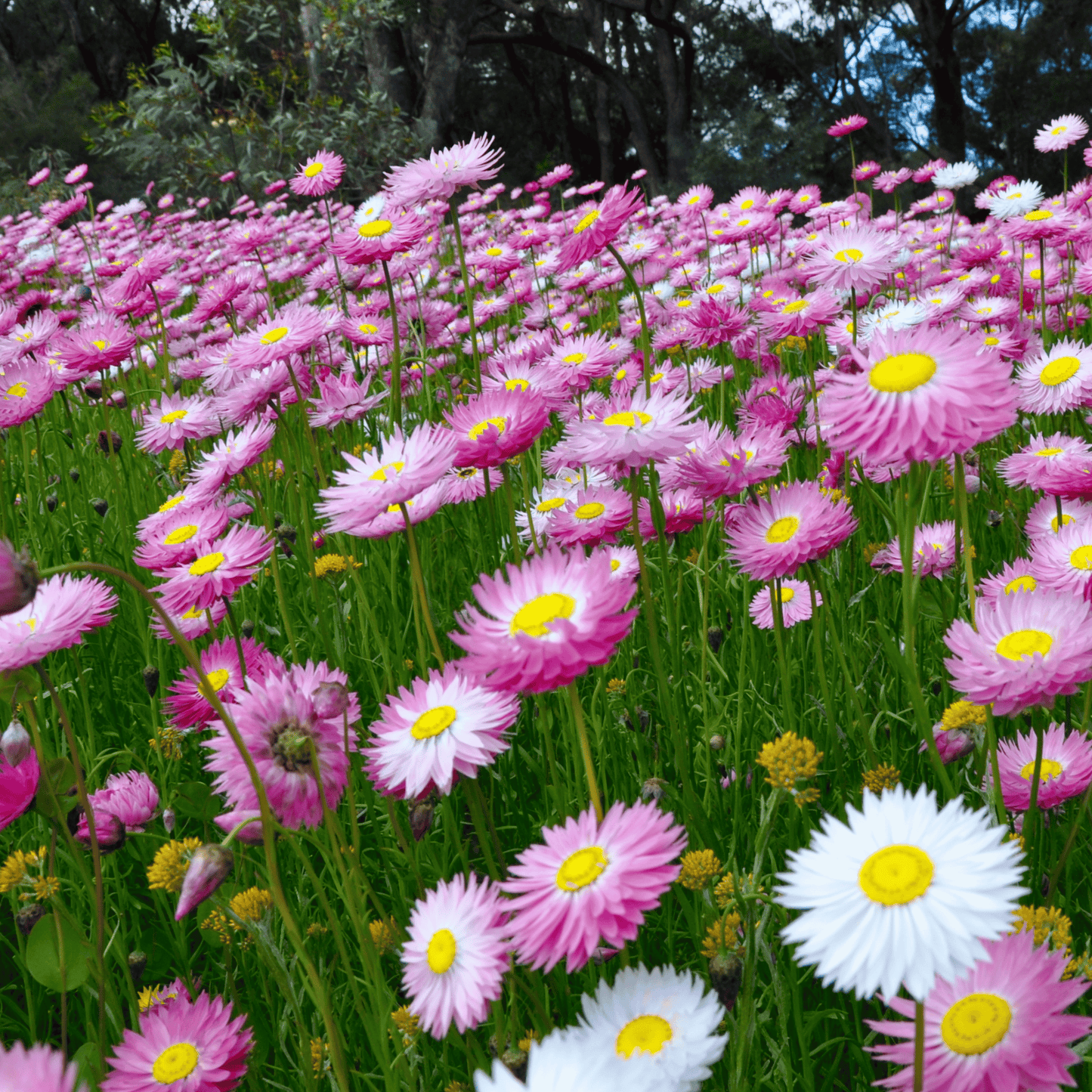 Rhodanthe Chlorocephala Rosea Flower Seeds