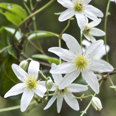 Sweet Autumn Clematis Flower Seeds