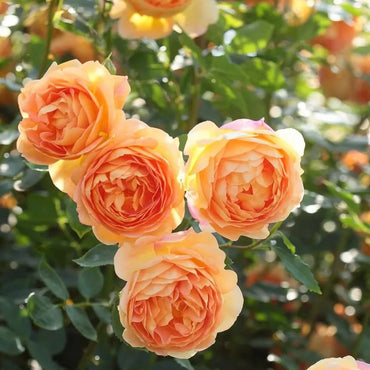 Climbing Rose Flower Seeds