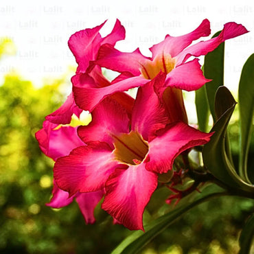 Desert Rose Adenium Obesum Succulent Flowers Seeds