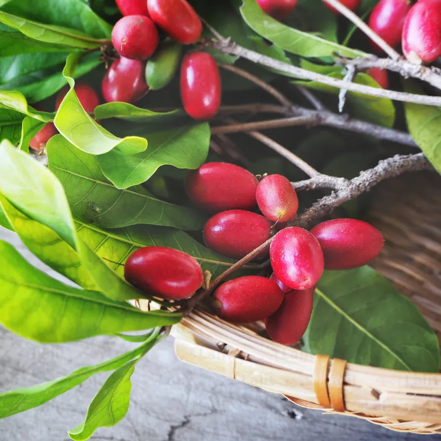 Synsepalum Dulcificum Fruit Seeds