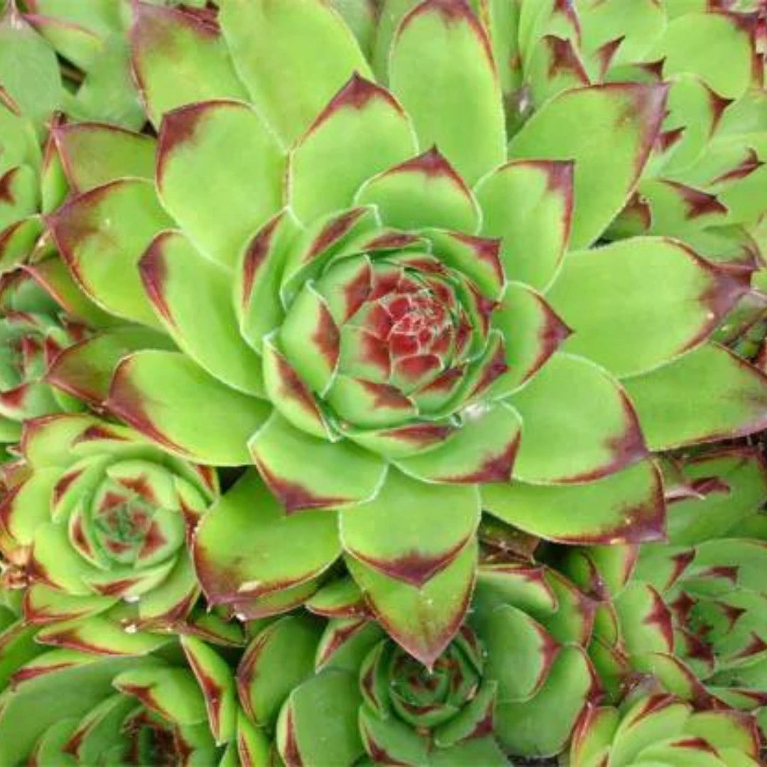 Green Sempervivum Flower seeds for Planting - Perfect for Borders, Heirloom & GMO Free Seeds for Home Garden
 
 Sale seeds for planting in home garden