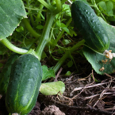 Semillas de Pepino Arbustivo Spacemaster – Apto para Contenedores