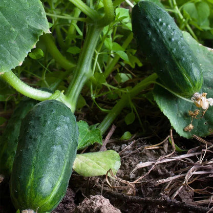 Semillas de Pepino Arbustivo Spacemaster – Apto para Contenedores