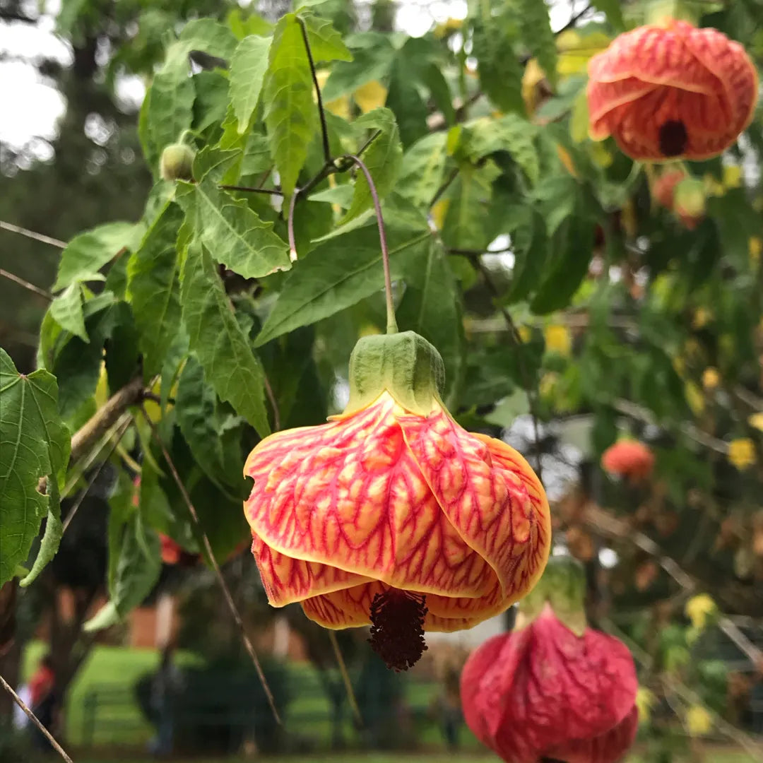 Mixed Colors Flowering Maple Flower Seeds